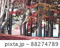 モミジの紅葉 88274789