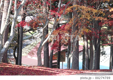 モミジの紅葉 モミジの紅葉 88274789