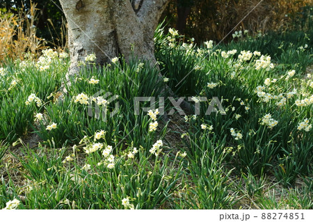 白崎海岸　番所山のスイセン 88274851