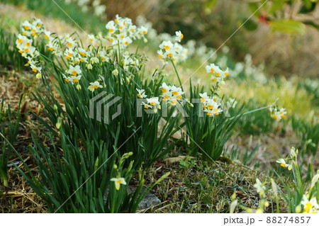 白崎海岸　番所山のスイセン 88274857