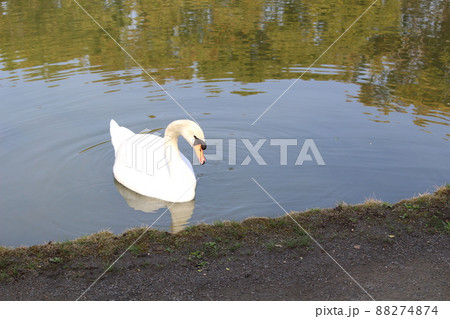 公園の池のほとりにいる、一羽のコブハクチョウ 公園の池のほとりにいる、一羽のコブハクチョウ 88274874
