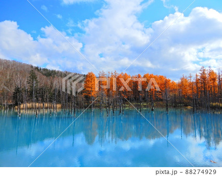 紅葉が映える青い池 88274929