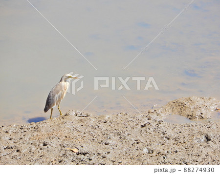 水辺の野鳥 水辺の野鳥 88274930