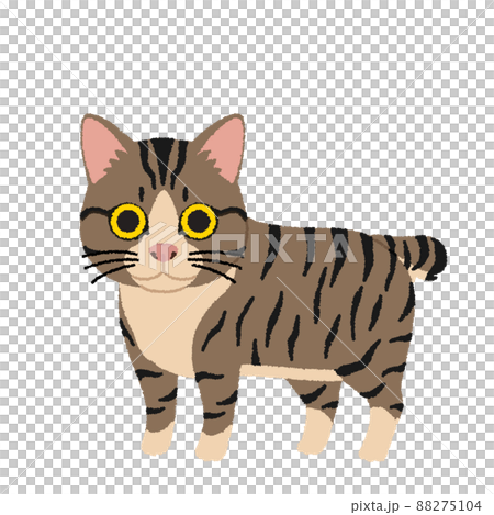 Manx cat illustration Manx cat illustration 88275104