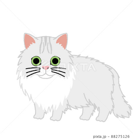 チンチラ（ペルシャ）の猫イラスト 88275126