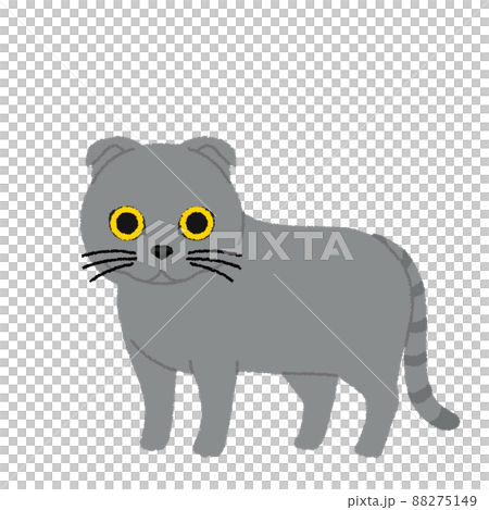 Scottish fold cat illustration Scottish fold cat illustration 88275149
