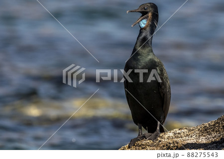 cormorant portrait close up detail blue throat cormorant portrait close up detail blue throat 88275543