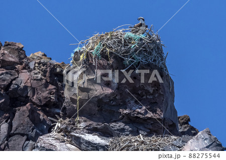 osprey nest made of plastic on a rock 88275544