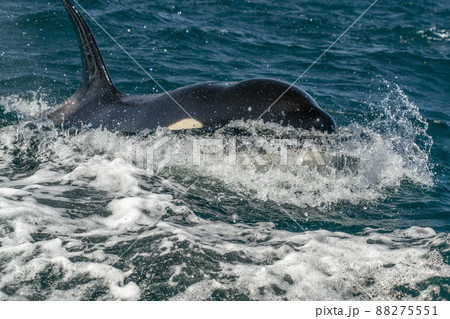 orca killer whale in cortez sea coming to the boat close up encounter orca killer whale in cortez sea coming to the boat close up encounter 88275551