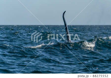 orca killer whale in cortez sea coming to the boat close up encounter orca killer whale in cortez sea coming to the boat close up encounter 88275552