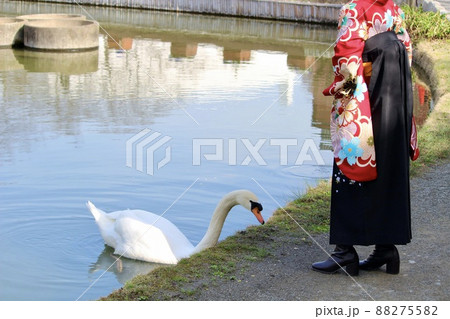 公園の池のほとりにいるコブハクチョウと、袴姿の一人の女性 88275582