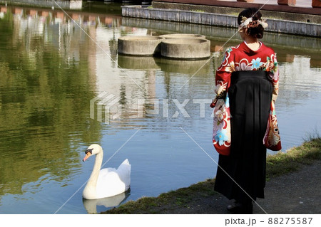 公園の池のほとりにいるコブハクチョウと、袴姿の一人の女性 公園の池のほとりにいるコブハクチョウと、袴姿の一人の女性 88275587