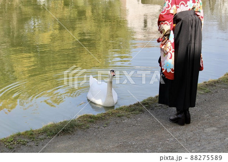 公園の池のほとりにいるコブハクチョウと、袴姿の一人の女性 公園の池のほとりにいるコブハクチョウと、袴姿の一人の女性 88275589