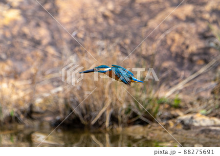 飛翔するカワセミ 88275691