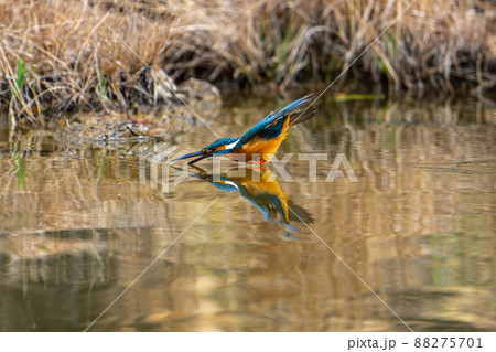 飛翔するカワセミ 88275701