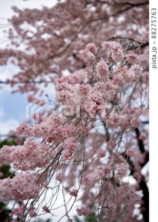 敷島公園祇園の孫桜 88275763