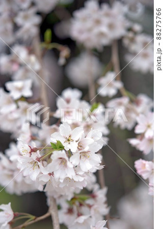 敷島公園祇園の孫桜 88275766