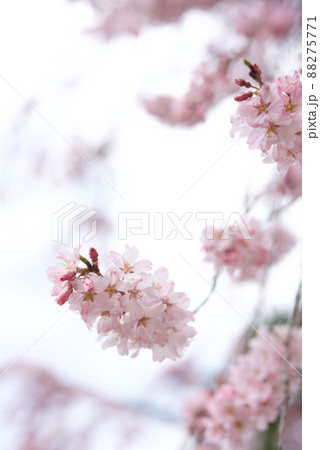 敷島公園祇園の孫桜 敷島公園祇園の孫桜 88275771