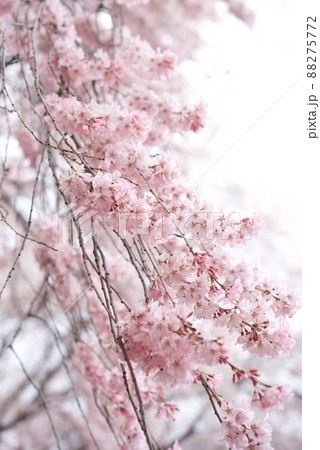 敷島公園祇園の孫桜 88275772