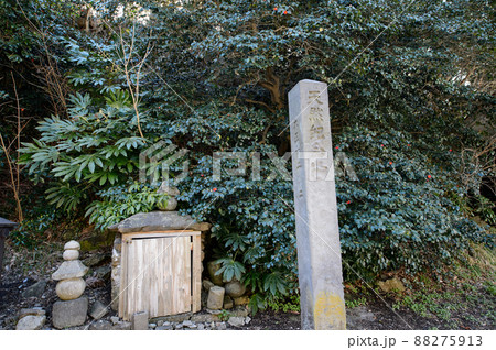 能登山の北限の椿 男鹿市 秋田県 能登山の北限の椿 男鹿市 秋田県 88275913