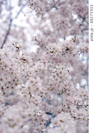 敷島公園　祇園のしだれ孫桜 88275933