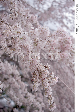 敷島公園 祇園のしだれ孫桜 敷島公園 祇園のしだれ孫桜 88275940