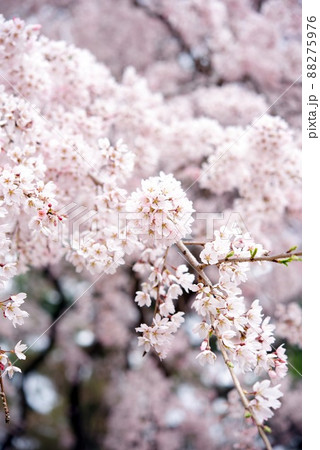 敷島公園 祇園のしだれ孫桜 敷島公園 祇園のしだれ孫桜 88275976