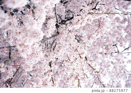 敷島公園 祇園のしだれ孫桜 敷島公園 祇園のしだれ孫桜 88275977