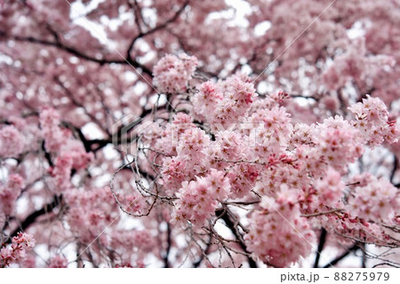 敷島公園 祇園のしだれ孫桜 敷島公園 祇園のしだれ孫桜 88275979