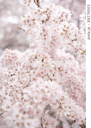 敷島公園　祇園のしだれ孫桜 88276003