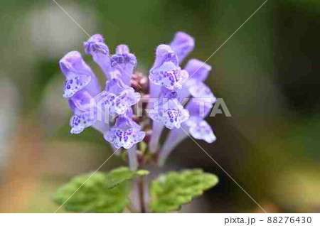 アカボシタツナミソウの花びら(奄美大島) アカボシタツナミソウの花びら(奄美大島) 88276430
