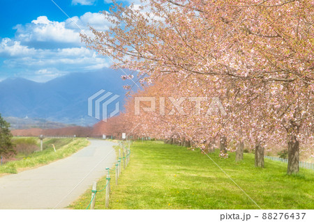 桜並木 88276437