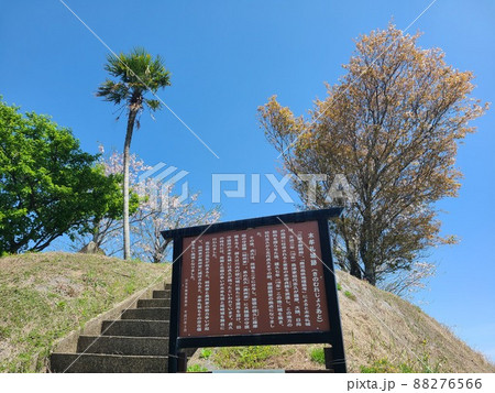 木牟礼城跡　桜の咲くころ　高尾野町江内　出水市　鹿児島県 88276566