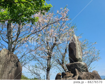 木牟礼城跡　桜の咲くころ　高尾野町江内　出水市　鹿児島県 88276570