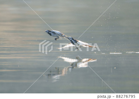 じゃれてるセキレイ じゃれてるセキレイ 88276795