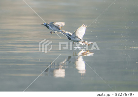 じゃれてるセキレイ じゃれてるセキレイ 88276797