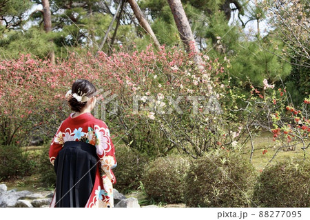 桜の木下で一人立っている、袴姿の女性。 88277095