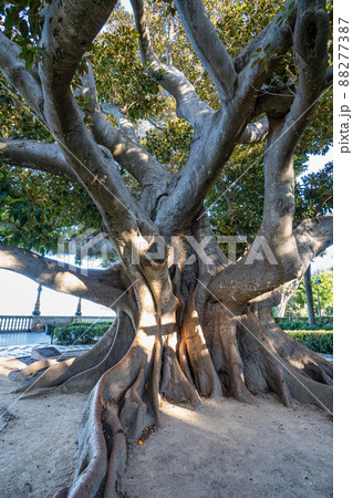 Alameda de Apodaca, a public park in Cadiz, Andalucia, Spain. Alameda de Apodaca, a public park in Cadiz, Andalucia, Spain. 88277387
