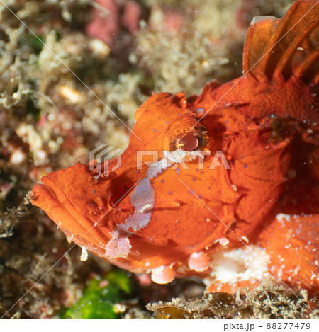 ナミダカサゴ 88277479