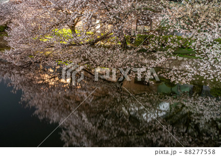夜桜 夜桜 88277558