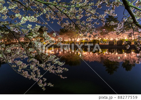 夜桜 夜桜 88277559