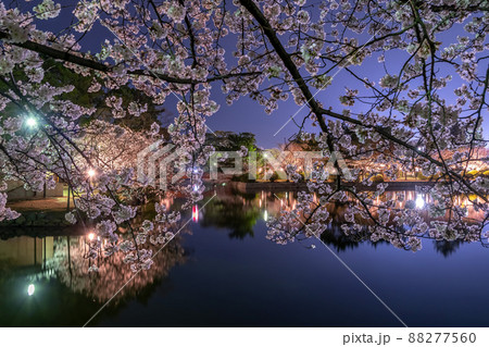 夜桜 88277560