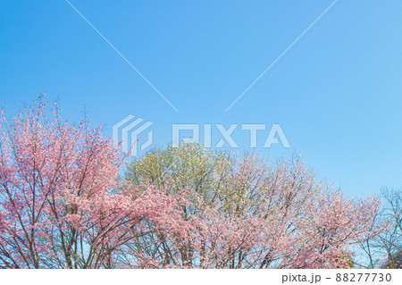 春の花と青空 春の花と青空 88277730