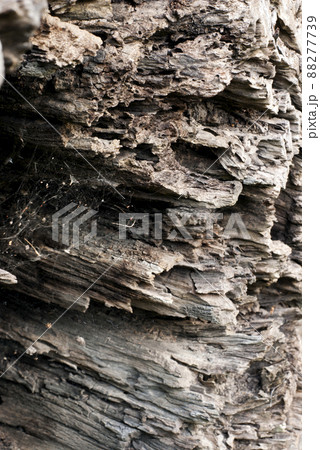 Abstract Surface texture and trenches on the bark of tree trunk 88277739