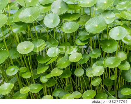 Leaves of Water Pennywort as the green background Leaves of Water Pennywort as the green background 88277795