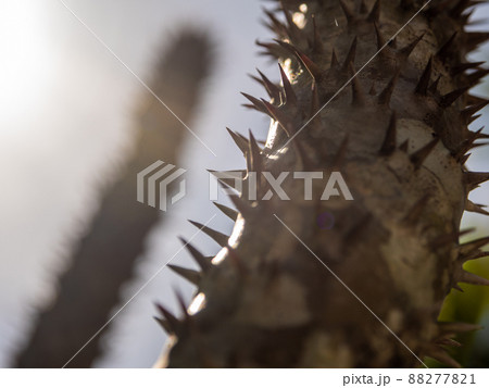 Madagascar palm the Spiky desert plant in the hard sunlight 88277821