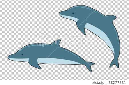 海豚 88277881