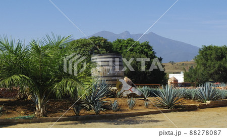世界遺産 メキシコ合衆国 グアダラハラ郊外 テキーラ工場3 世界遺産 メキシコ合衆国 グアダラハラ郊外 テキーラ工場3 88278087