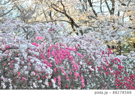 世田谷区の砧公園に咲くサクラと源平桃 88278566