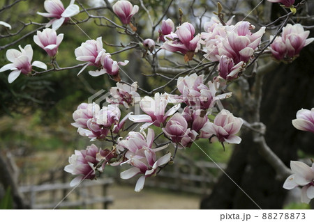 荒尾市　宮崎兄弟生　モクレン、 88278873